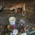 ‘Holy cow’ manifesto leaves economy in the lurch