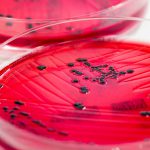 Muslim body to file review against SC Babri ruling