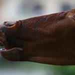 Life imprisonment for cow slaughter, makes Gujarat the state with harshest laws on beef ban