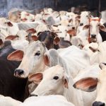 Anti-Cow Slaughter Bill Passed in Karnataka, Jail Term Up to 5 Yrs