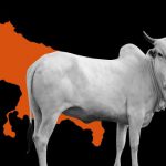 In U.P., Cow Slaughter Is the Most Common Reason for Detention Under the National Security Act