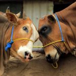 BJP takes cow-belt to Assam