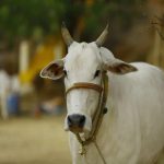 VHP to set up ‘Gau Raksha’ committees, appoint ‘Gau Rakshaks’