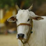 The Assam Cow Protection Bill, 2021: Hindutva storm in a plate
