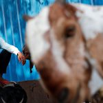 Bakri-Id: The debate on animal sacrifice should not be weaponised to create further hate