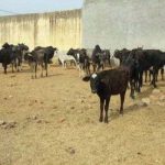 “No Beef Trade In ‘Hindu Areas'”: New Assam Cattle Bill Placed In House