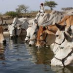 How 3 UP brothers arrested for ‘cow slaughter’ were slapped with NSA for ‘annoying Hindus’