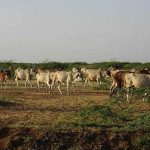 “Cow Not Endangered In State, So Why…”: Assam House Passes Cattle Bill