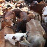 Cow should be declared national animal, given fundamental rights: Allahabad High Court