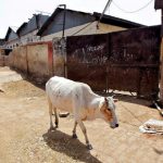 Muslim Man Beaten For Urinating in Front of Cow in Madhya Pradesh