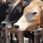 Tension in Hyderabad’s Karmanghat over transportation of cattle