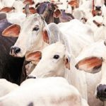 After Cow Dung Scheme, Chhattisgarh Govt Now Plans to Purchase Cow Urine, Too