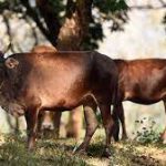 VHP activists create ruckus over cow leather rumours