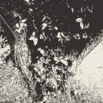 Jharkhand HC grants bail to Latehar lynching convicts