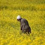 How a movie on Kashmir led to demolition of Muslims’ homes in India