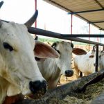 TribuneIndia : Nuh MLAs allege ‘khaki terror’ in cow smuggling cases, police deny