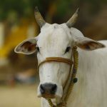 Five ‘Gau Rakshaks’ Arrested for Starting Communal Violence in Hyderabad (The Observer Post)