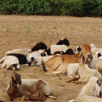 ‘Wealth Disappears When Cows are Unhappy’: Gujarat Court Blames Cow Slaughter for Problems on Earth ( The Wire )