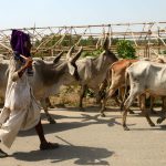 94% acquittal rate under Haryana’s cow slaughter law in Muslim-dominated Nuh ( The Hindu )