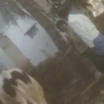 Karnataka Dalit Woman’s Cow Strayed Into Field. She Was Beaten With Slippers ( NDTV )