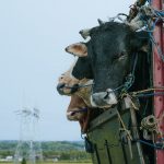 Why A Muslim Man In Gujarat Faces Life In Prison For The Crime Of Transporting Cattle ( Article14)