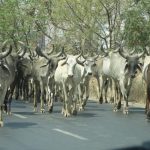 Bhiwani Horror: Does Haryana Cow Slaughter Law Have Role to Play in the Killings? ( News Click )