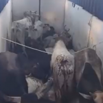 Bajrang Dal cow vigilantes led a high-speed chase to stop a truck that was transporting cattle; assaulted its drivers