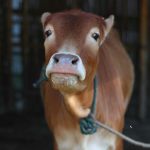 Cow Urine Unfit for Humans, Contains Harmful Bacteria, Says Veterinary Research Body (The Wire)