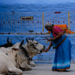 Why Karnataka’s Prevention of Cattle Slaughter Act Needs a Judicial Review (The Wire)