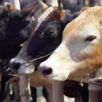 Karnataka seers warn government against repeal of anti-cow slaughter, anti-conversion laws (India Today)
