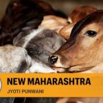A new Maharashtra of gau rakshaks (The Indian Express)