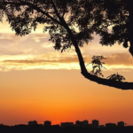 Dalit youth found hanging from tree in UP’s Saharanpur (Deccan Herald)