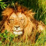 ‘Akbar’s Companion Can’t Be Sita’: Bengal VHP Moves Court Against Lions’ Names (The Wire)