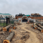 Students, Historians Enraged As Administration Cuts Poplar Trees In Kashmir’s Second Oldest College (The Wire)