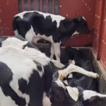 Cow vigilantes thrashed a mini truck driver for transporting calves in Kedgaon