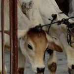 Two killed over suspicion of cow smuggling in Chhattisgarh: Police (Hindustan Times)