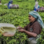 600 Families, Mostly Dalits, Face Homelessness and Job Loss: Will the Government Hear the Pleas of Manjolai Tea Estate Workers in Tamil Nadu? (The Mooknayak)
